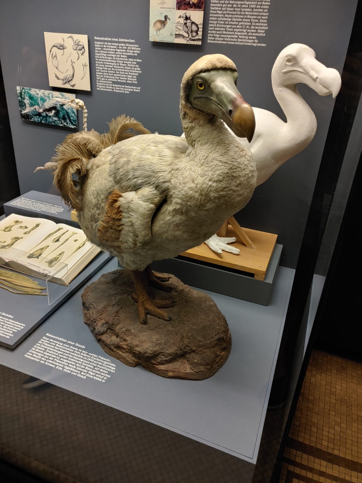 Ein Modell eines Dodos im Naturkundemuseum
